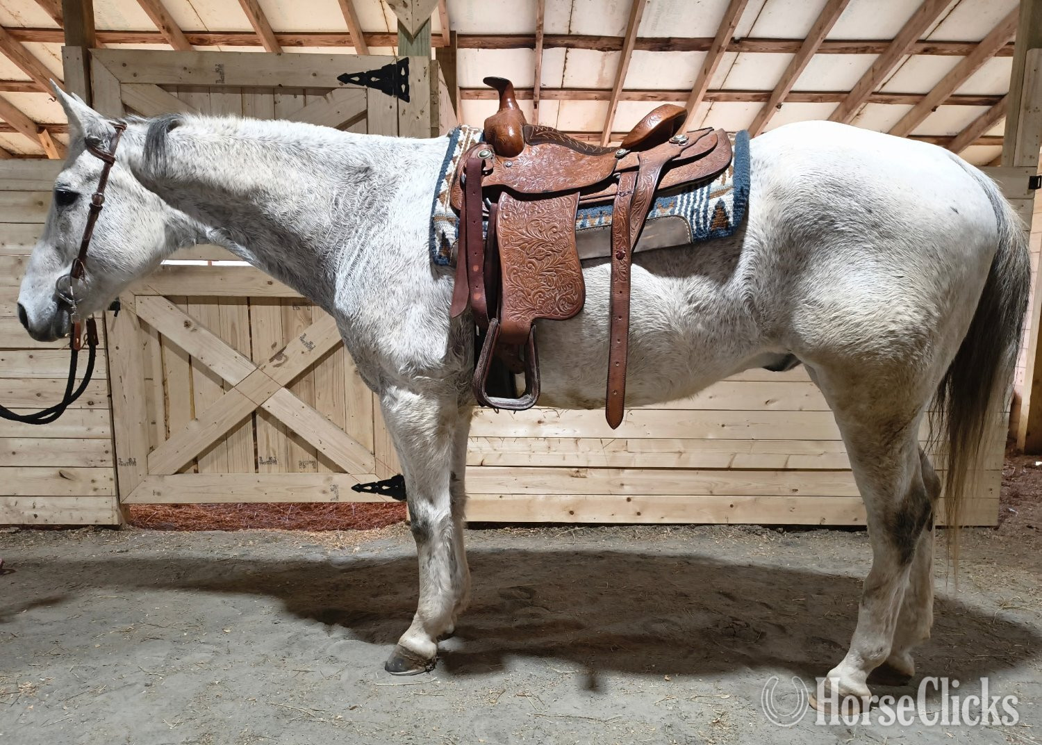 "Steele" Grey Gelding Quarter Horse in North Carolina