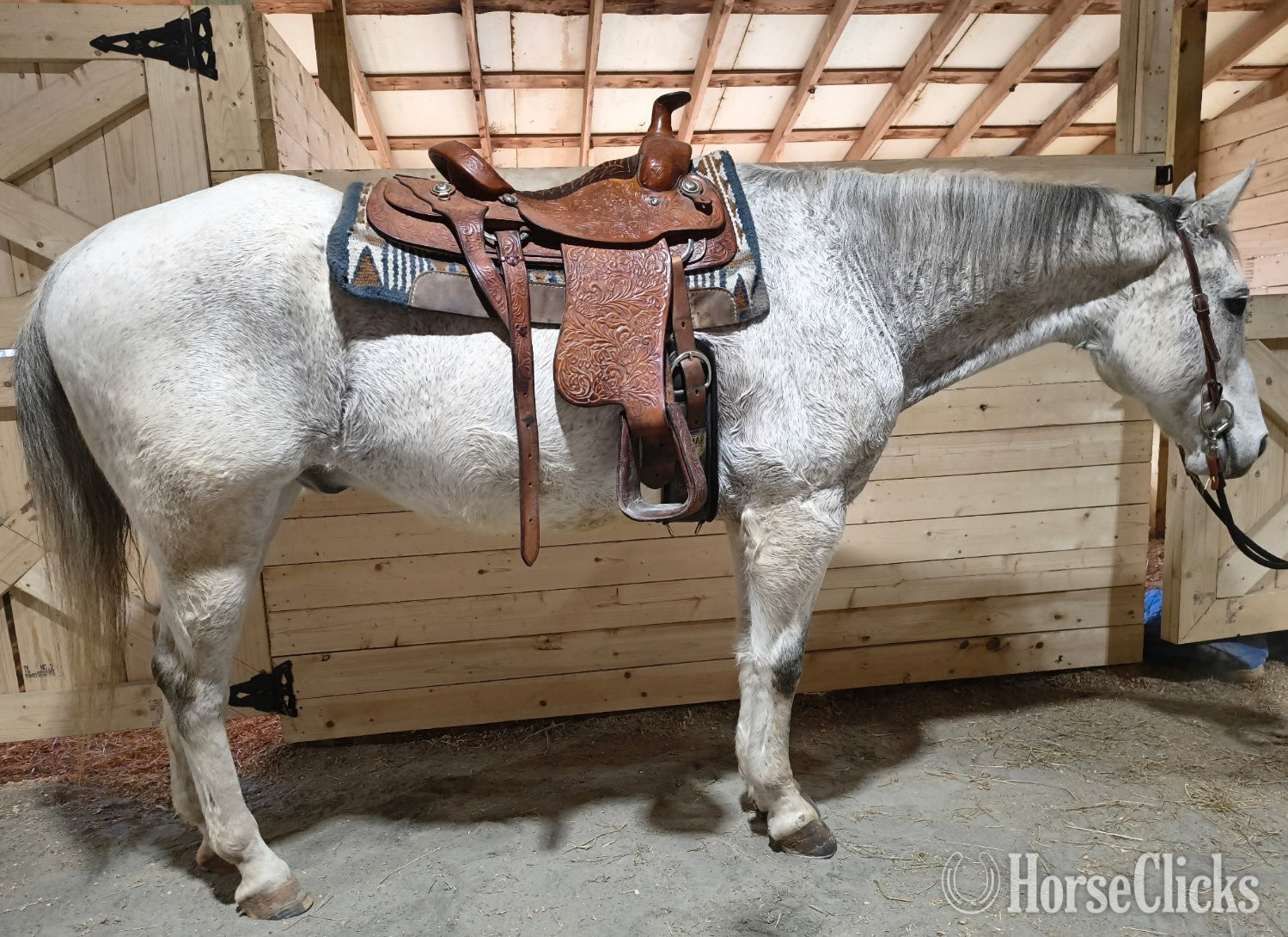 "Steele" Grey Gelding Quarter Horse