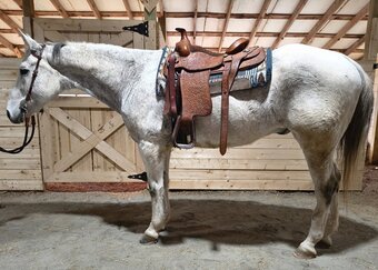 "Steele" Grey Gelding Quarter Horse