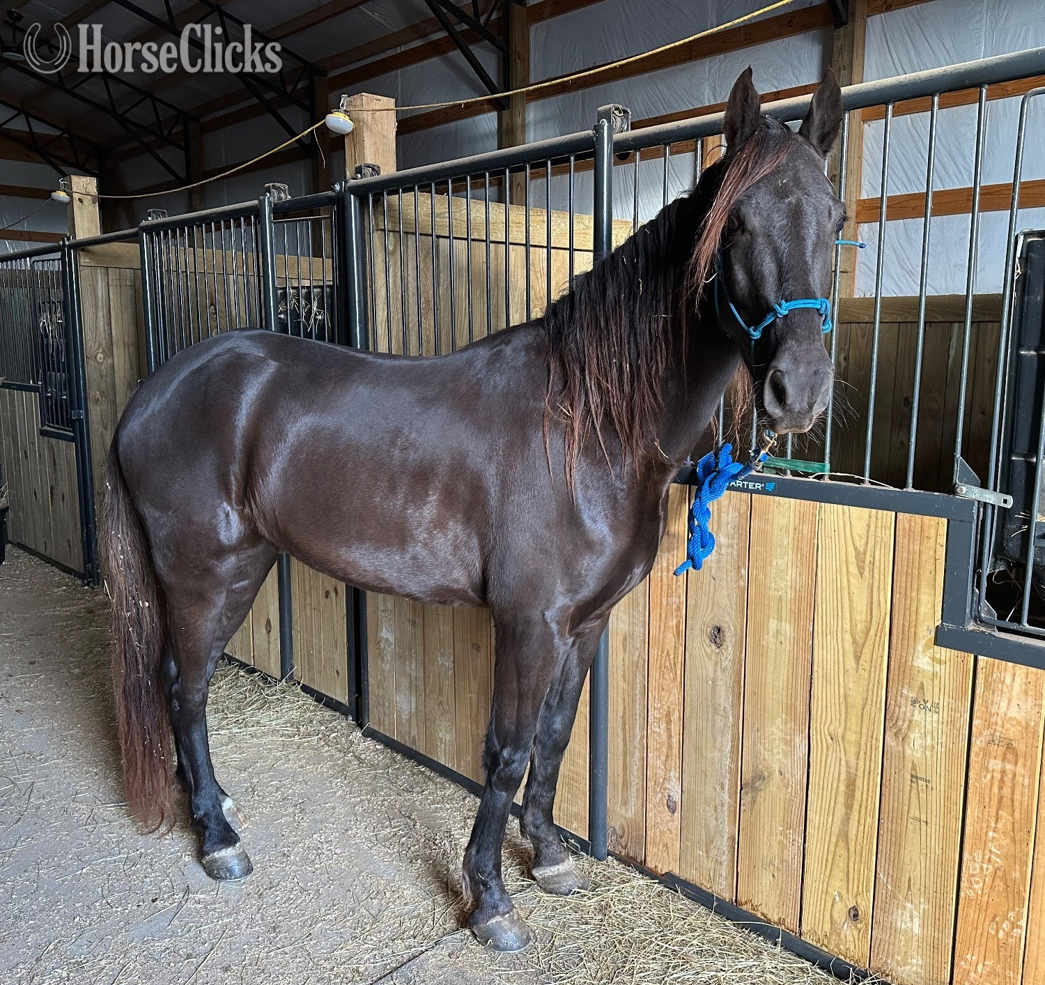 "Thunder" Bay Gelding Rocky Mountain