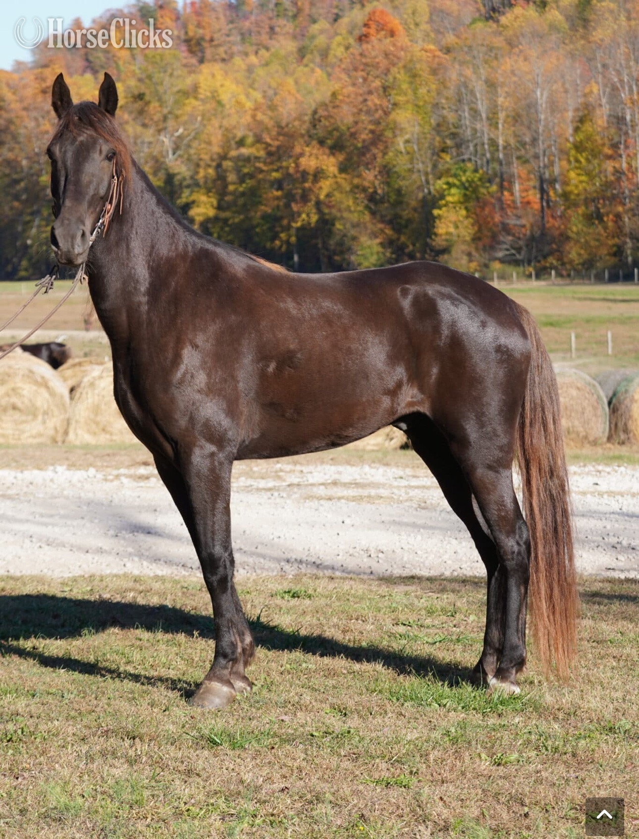 "Thunder" Bay Gelding Rocky Mountain in Tennessee