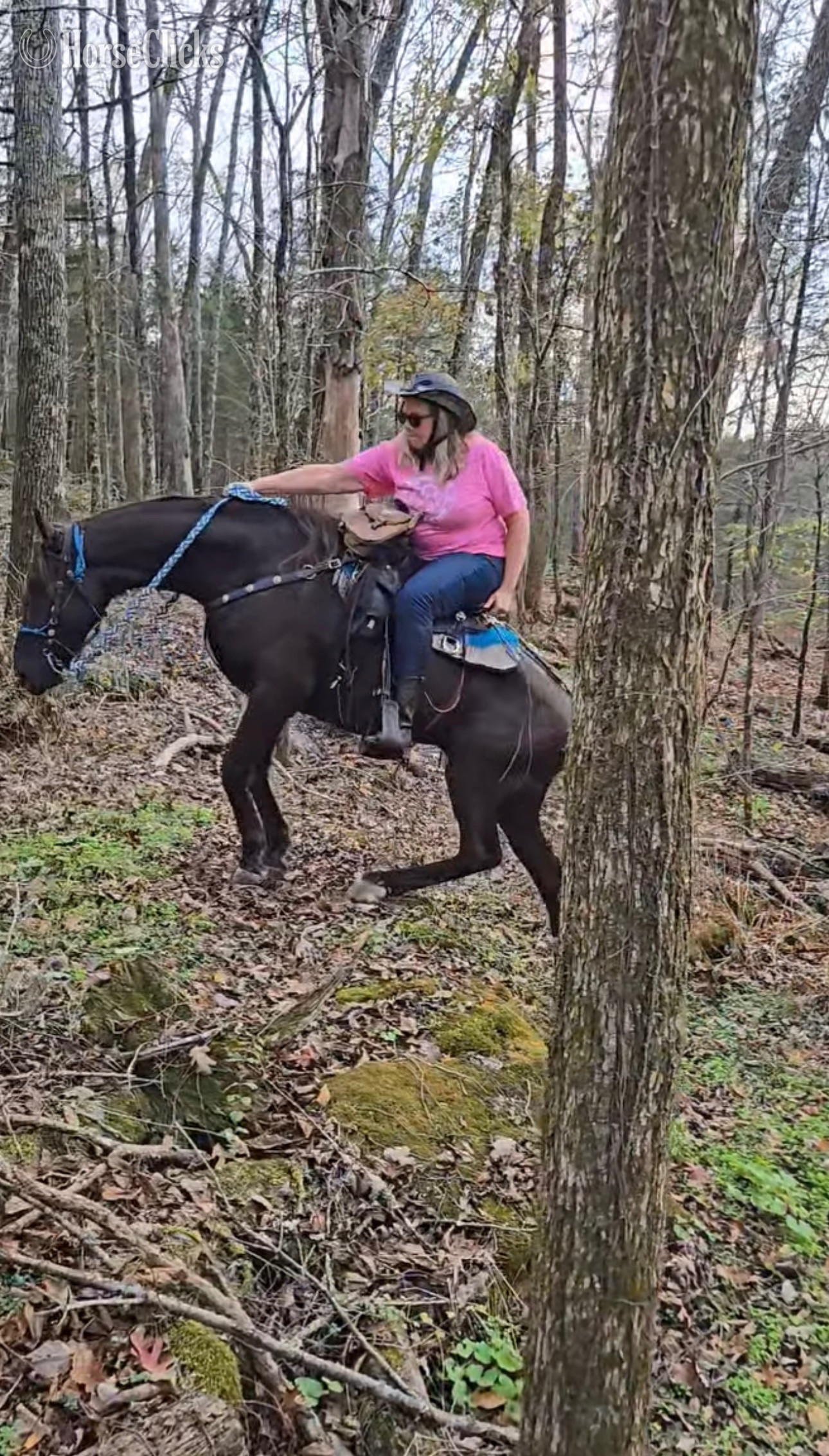 Tennessee "Thunder" Bay Gelding Rocky Mountain