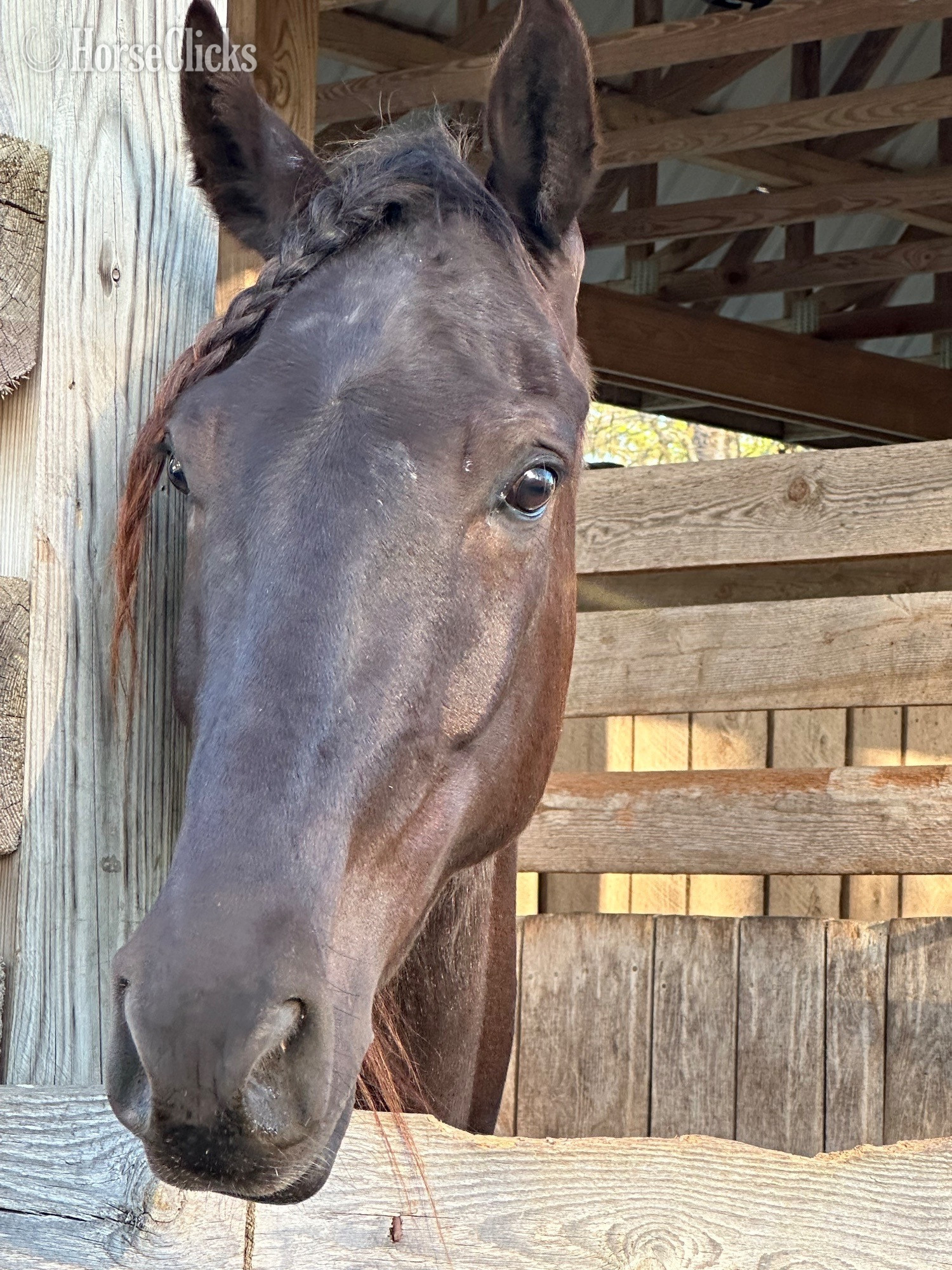 "Thunder" Bay Gelding Rocky Mountain - Rocky Mountain in Tennessee