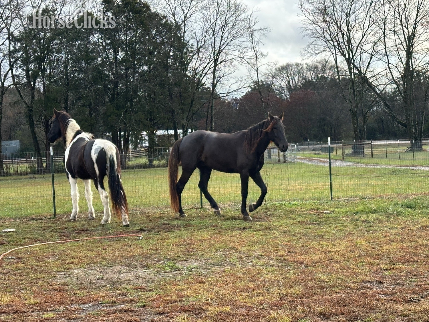 "Thunder" Bay Gelding Rocky Mountain - Rocky Mountain