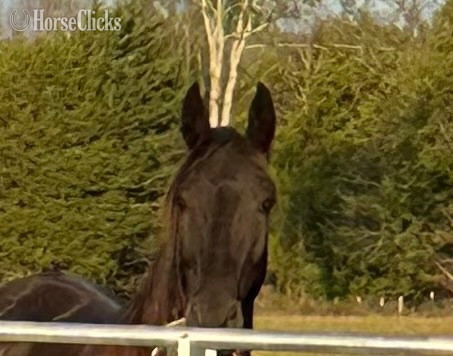 "Thunder" Bay Gelding Rocky Mountain Tennessee