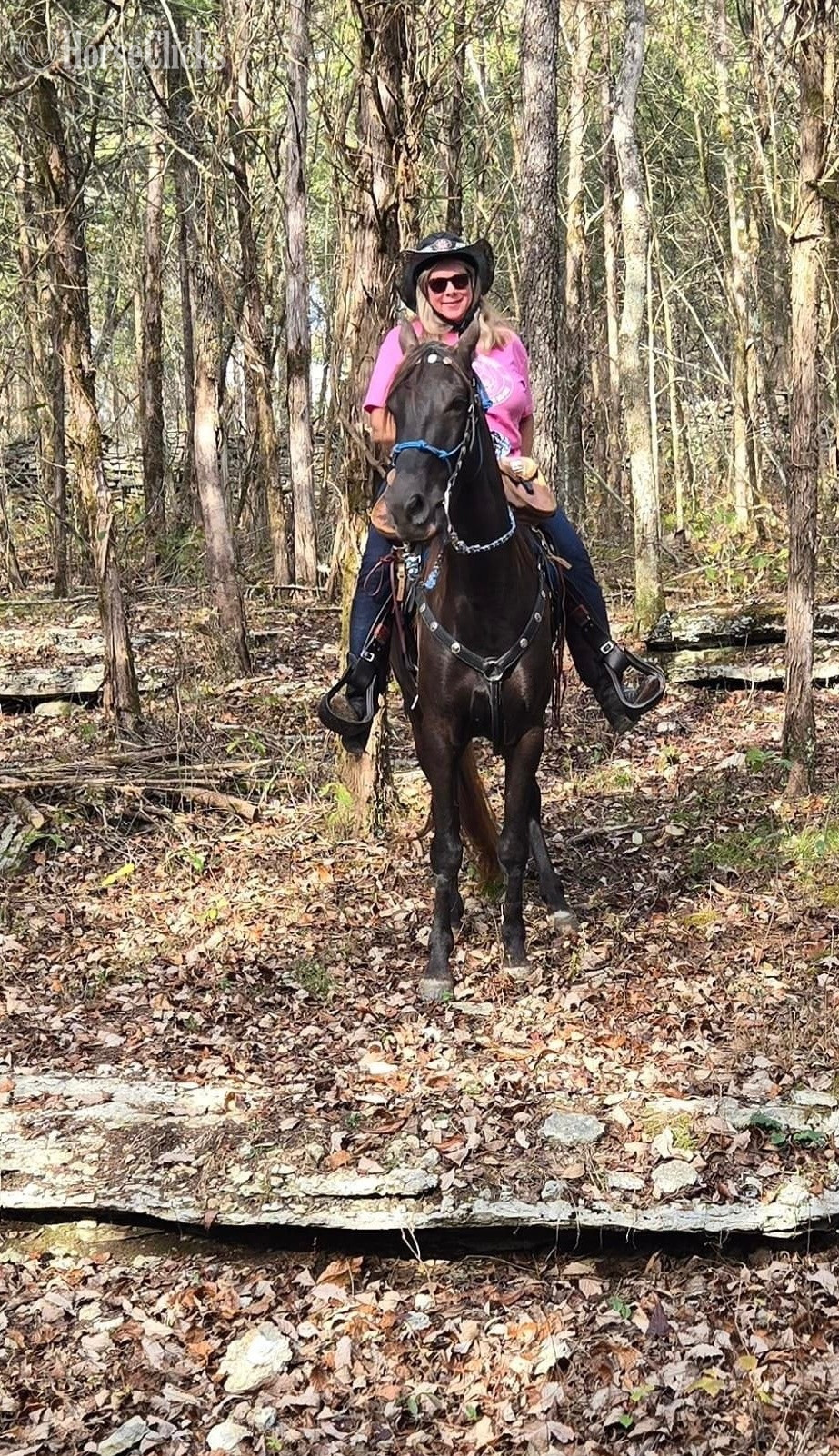 Rocky Mountain - "Thunder" Bay Gelding Rocky Mountain in Tennessee
