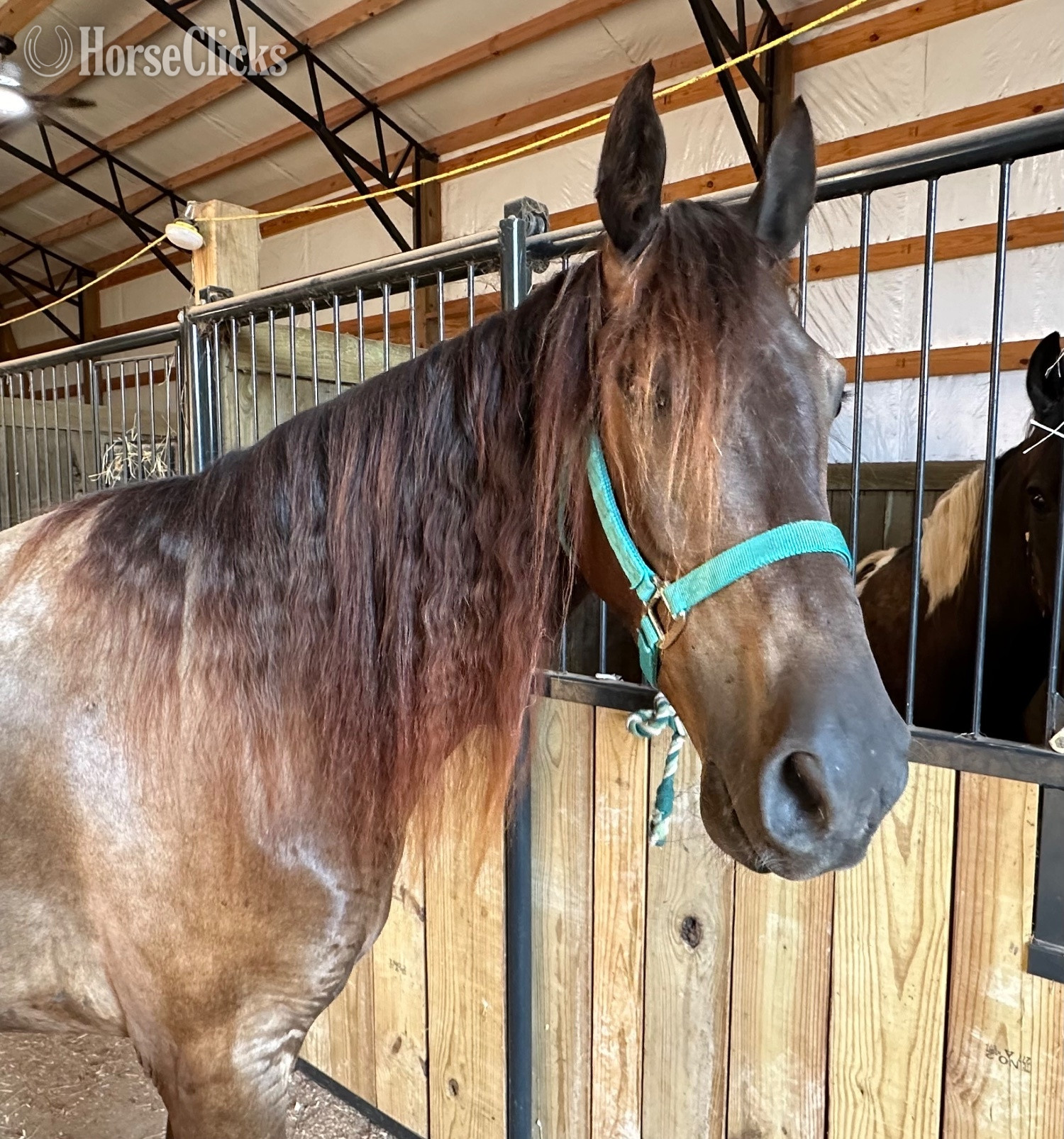 Rocky Mountain - "Thunder" Bay Gelding Rocky Mountain