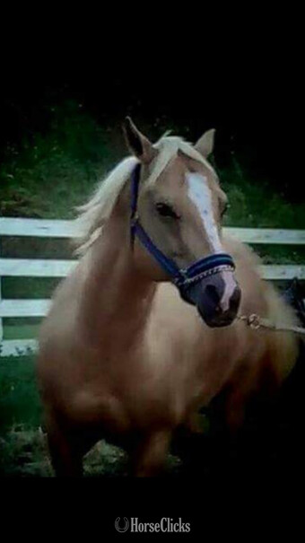 "Texas Reminic Fuel" Palomino Stallion Quarter Horse
