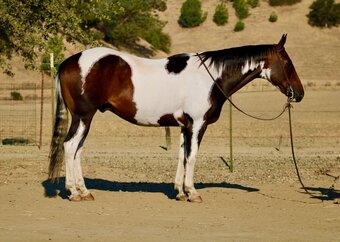 "PICASSO" Tabiano Gelding Paint