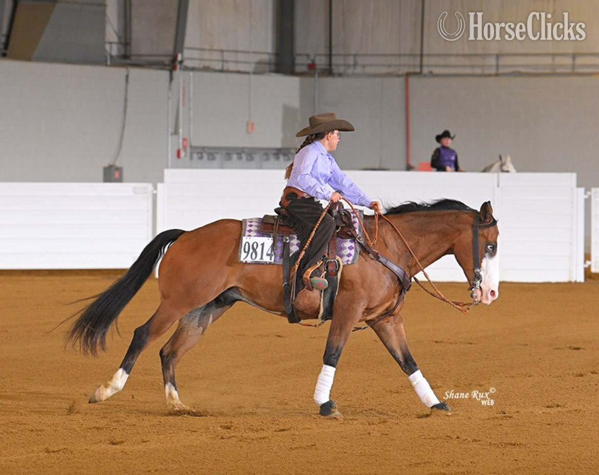 "Hessmokedman" Bay Gelding Quarter Horse