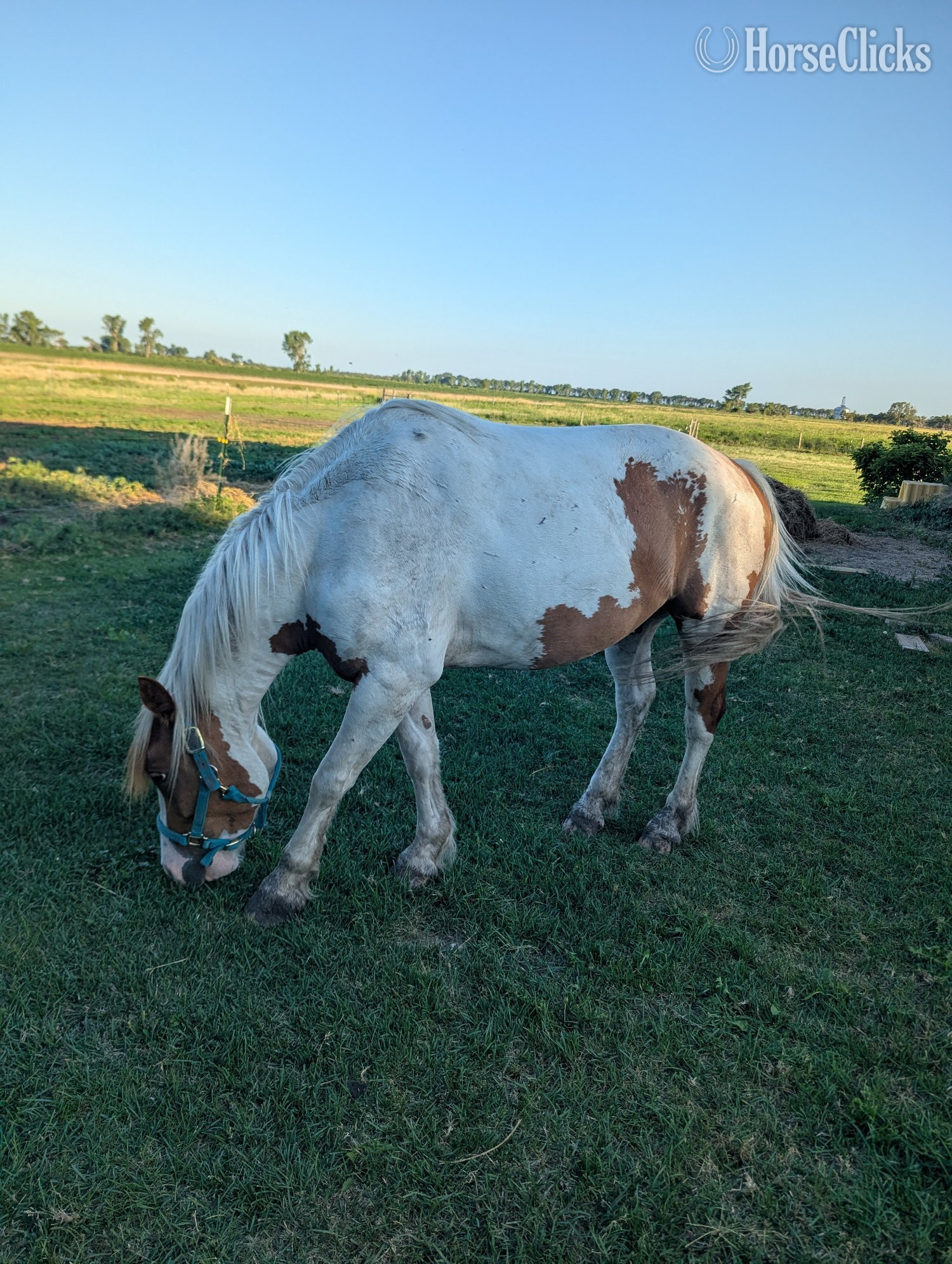 "Parker" Pinto Gelding Paint in South Dakota
