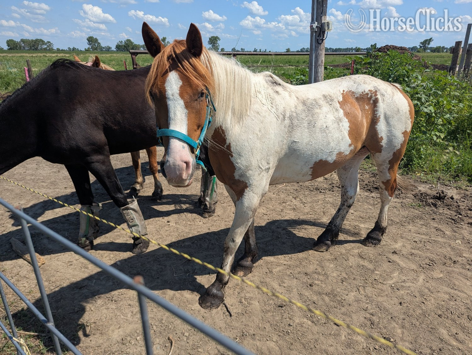 "Parker" Pinto Gelding Paint