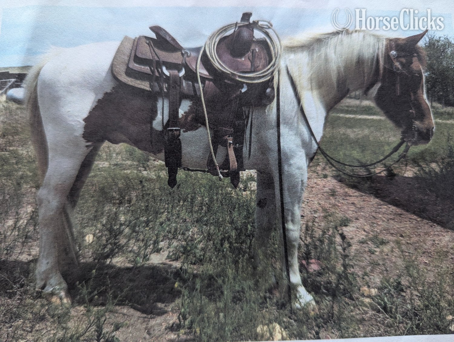 South Dakota "Parker" Pinto Gelding Paint