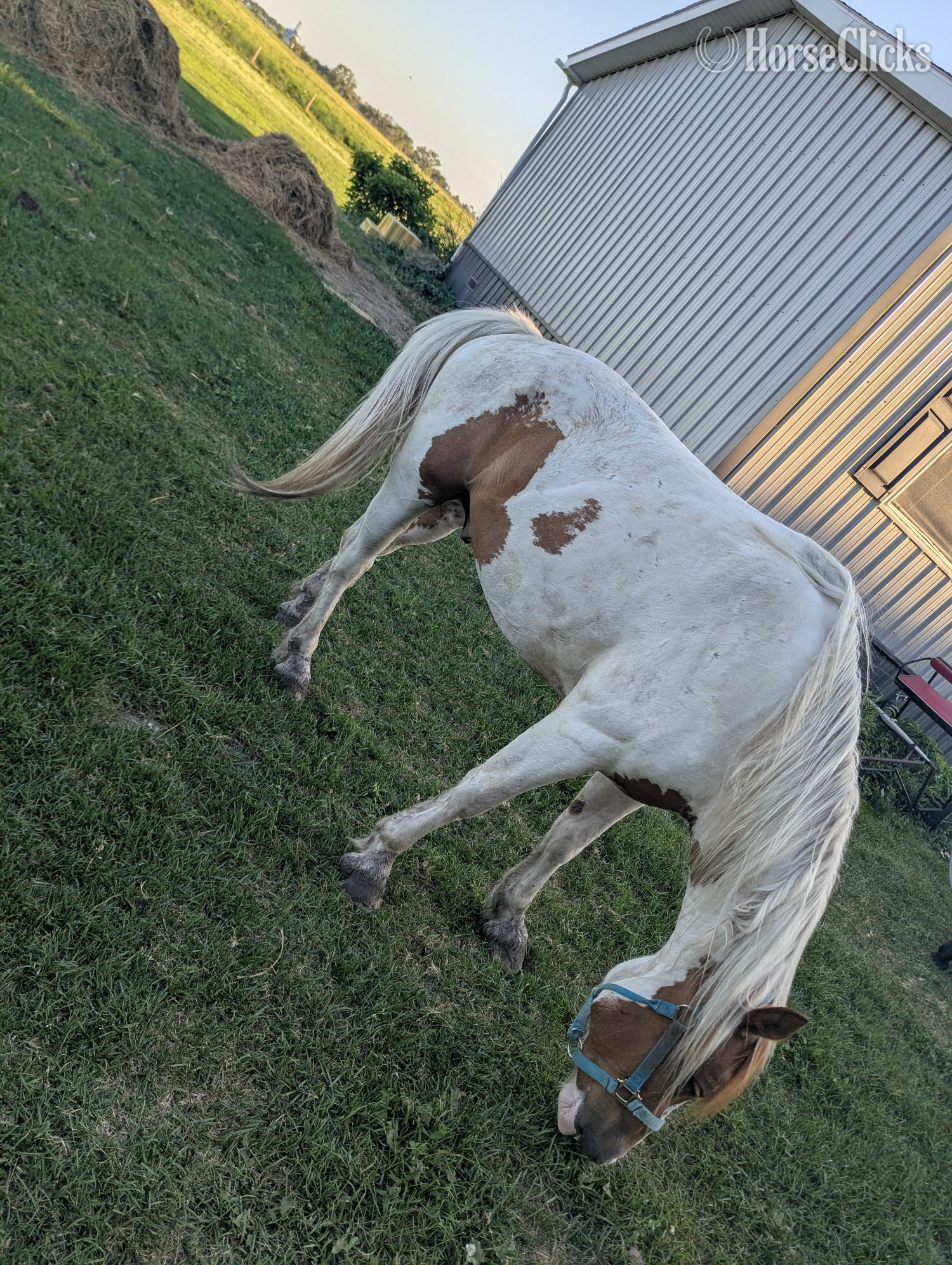 "Parker" Pinto Gelding Paint - Paint in South Dakota