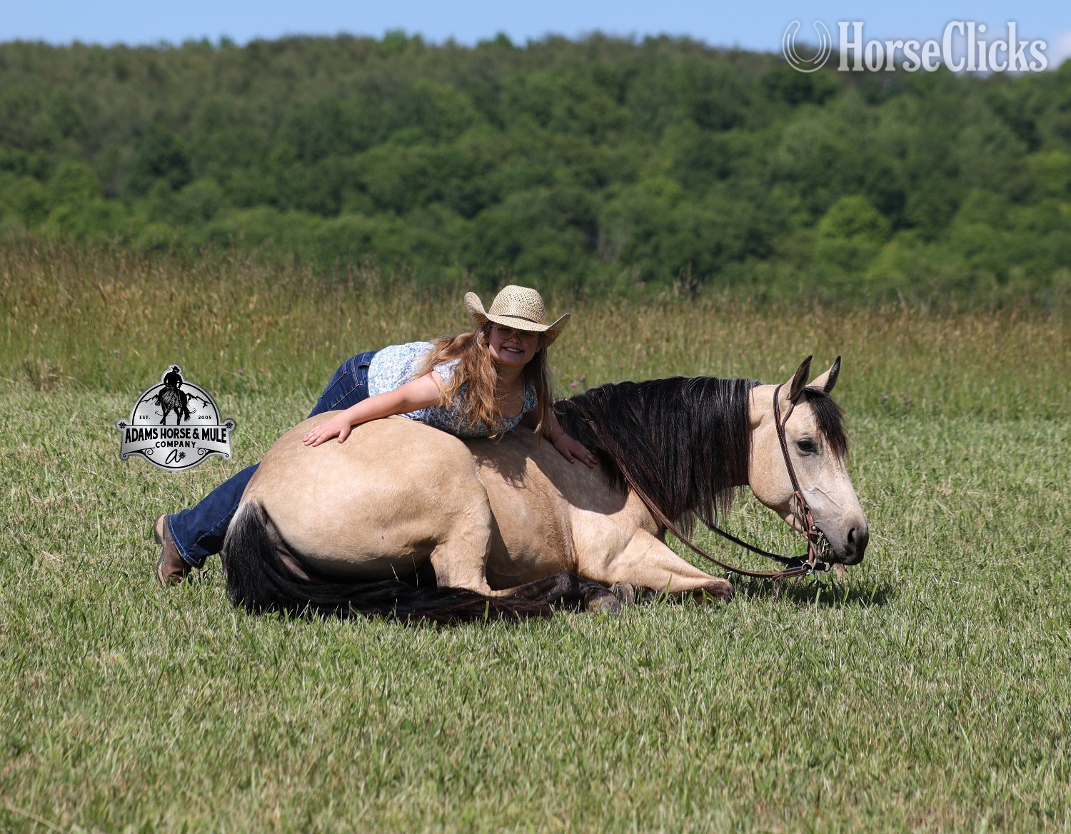 "Mike's Poco Whiz-www,AdamsHorseandMuleCo" Buckskin Gelding Quarter Horse in Kentucky