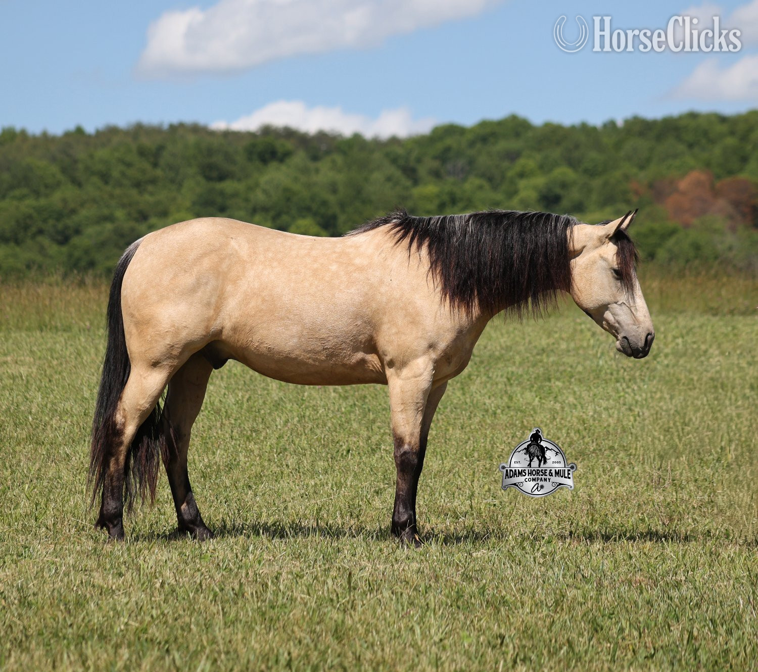 "Mike's Poco Whiz-www,AdamsHorseandMuleCo" Buckskin Gelding Quarter Horse