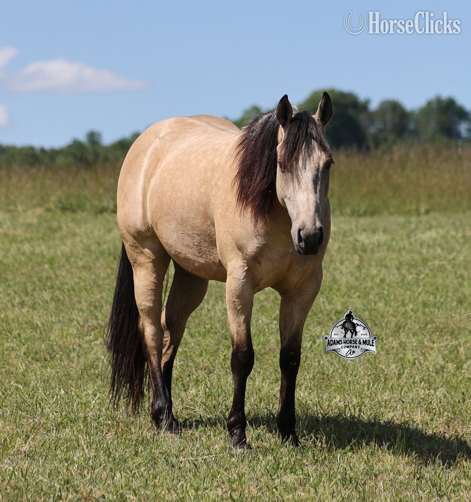 Kentucky "Mike's Poco Whiz-www,AdamsHorseandMuleCo" Buckskin Gelding Quarter Horse
