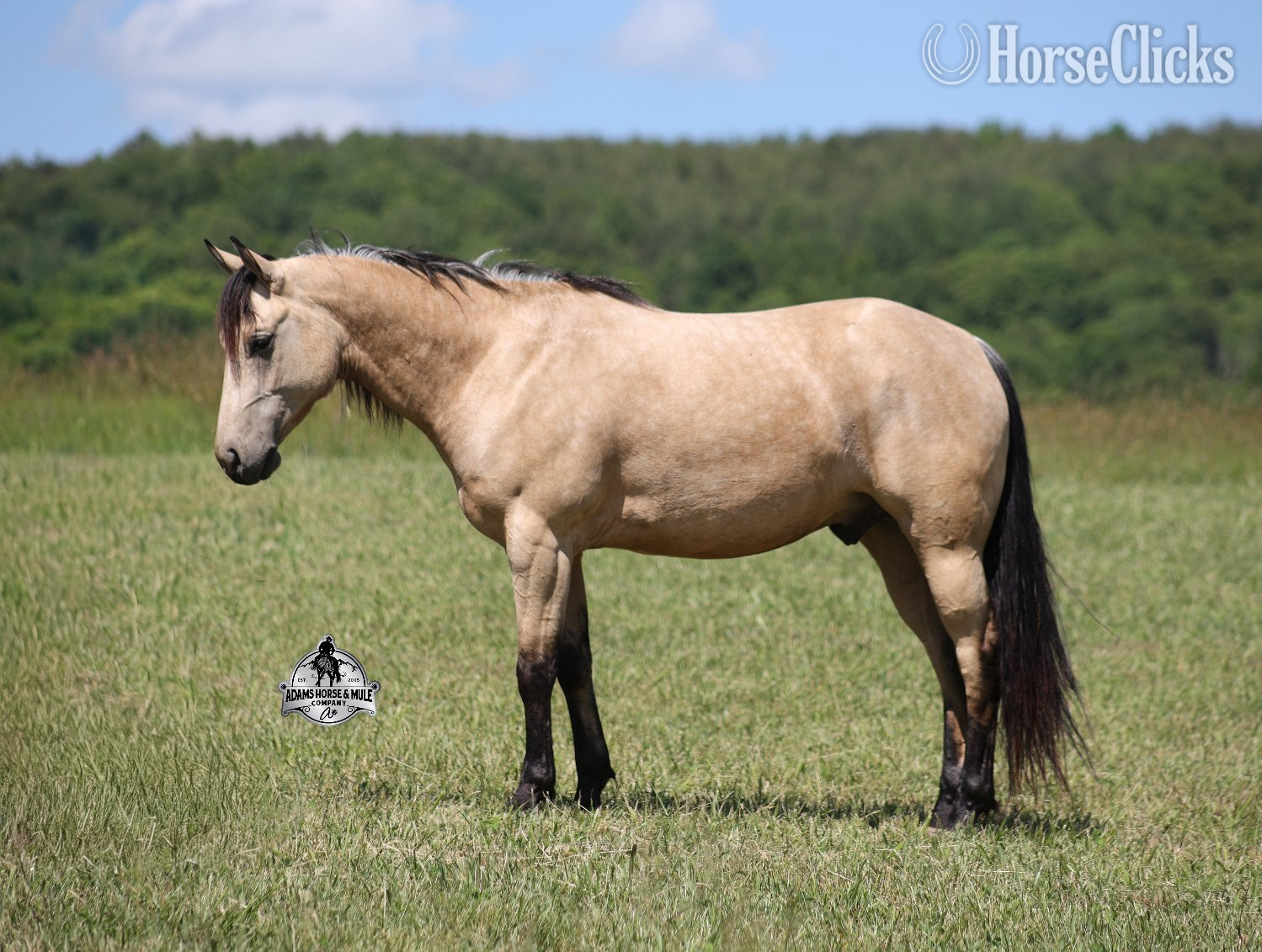 "Mike's Poco Whiz-www,AdamsHorseandMuleCo" Buckskin Gelding Quarter Horse - Quarter Horse in Kentucky