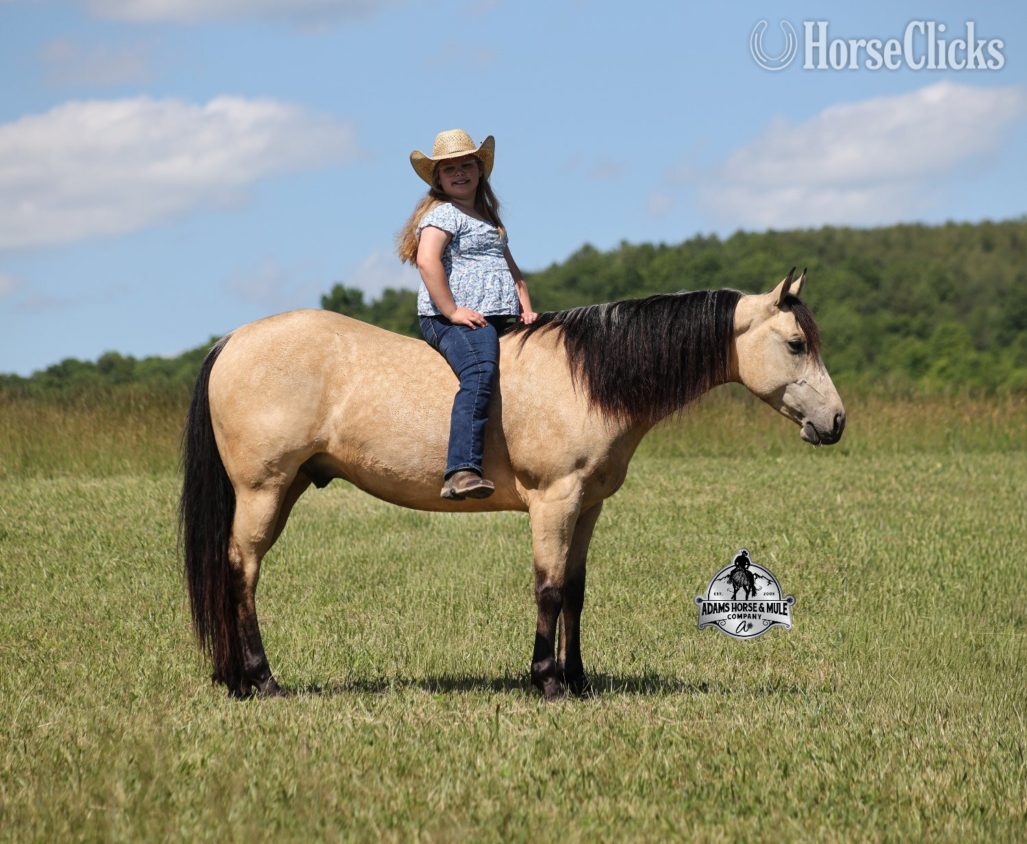 "Mike's Poco Whiz-www,AdamsHorseandMuleCo" Buckskin Gelding Quarter Horse - Quarter Horse