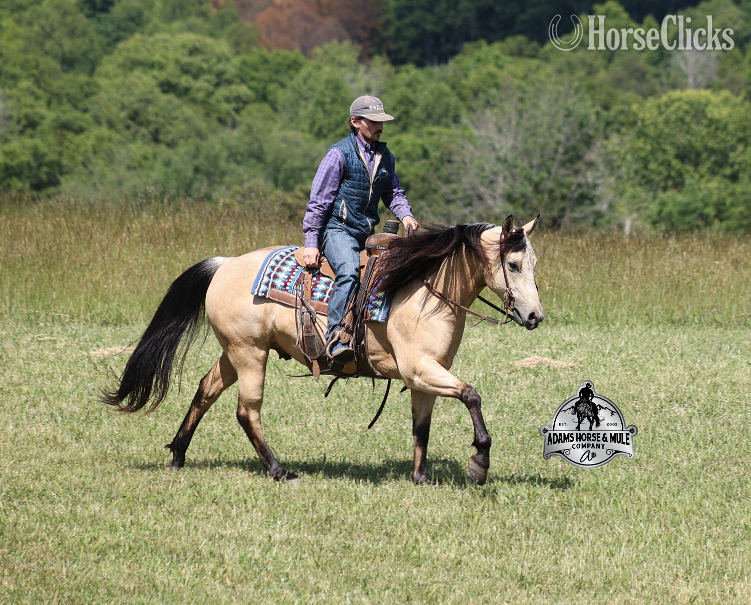 "Mike's Poco Whiz-www,AdamsHorseandMuleCo" Buckskin Gelding Quarter Horse Kentucky
