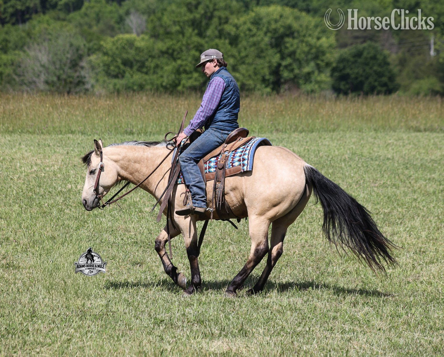 Quarter Horse - "Mike's Poco Whiz-www,AdamsHorseandMuleCo" Buckskin Gelding Quarter Horse in Kentucky