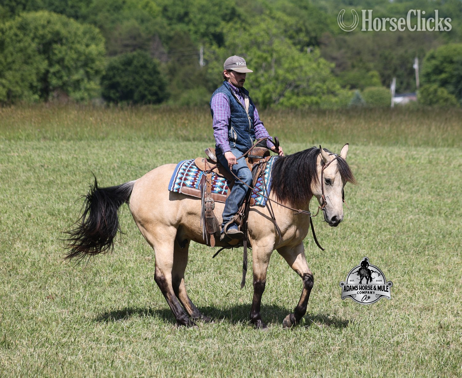 Quarter Horse - "Mike's Poco Whiz-www,AdamsHorseandMuleCo" Buckskin Gelding Quarter Horse