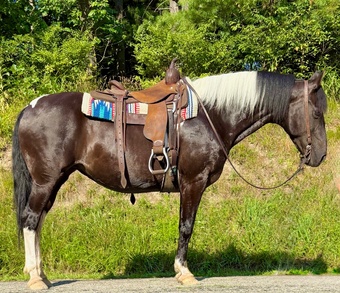 "Cheyenne "  Mare Paint