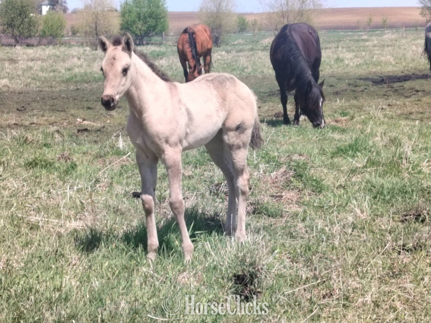 "Jessie" Grullo Filly Quarter Horse in Minnesota