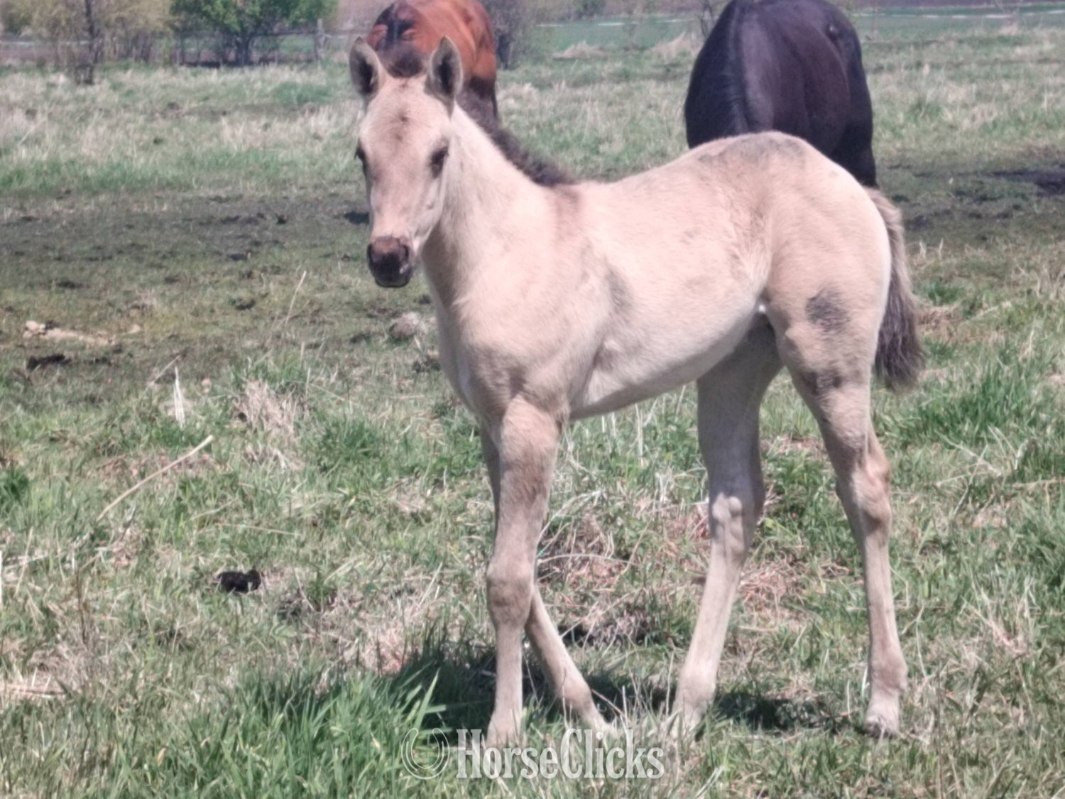 "Jessie" Grullo Filly Quarter Horse