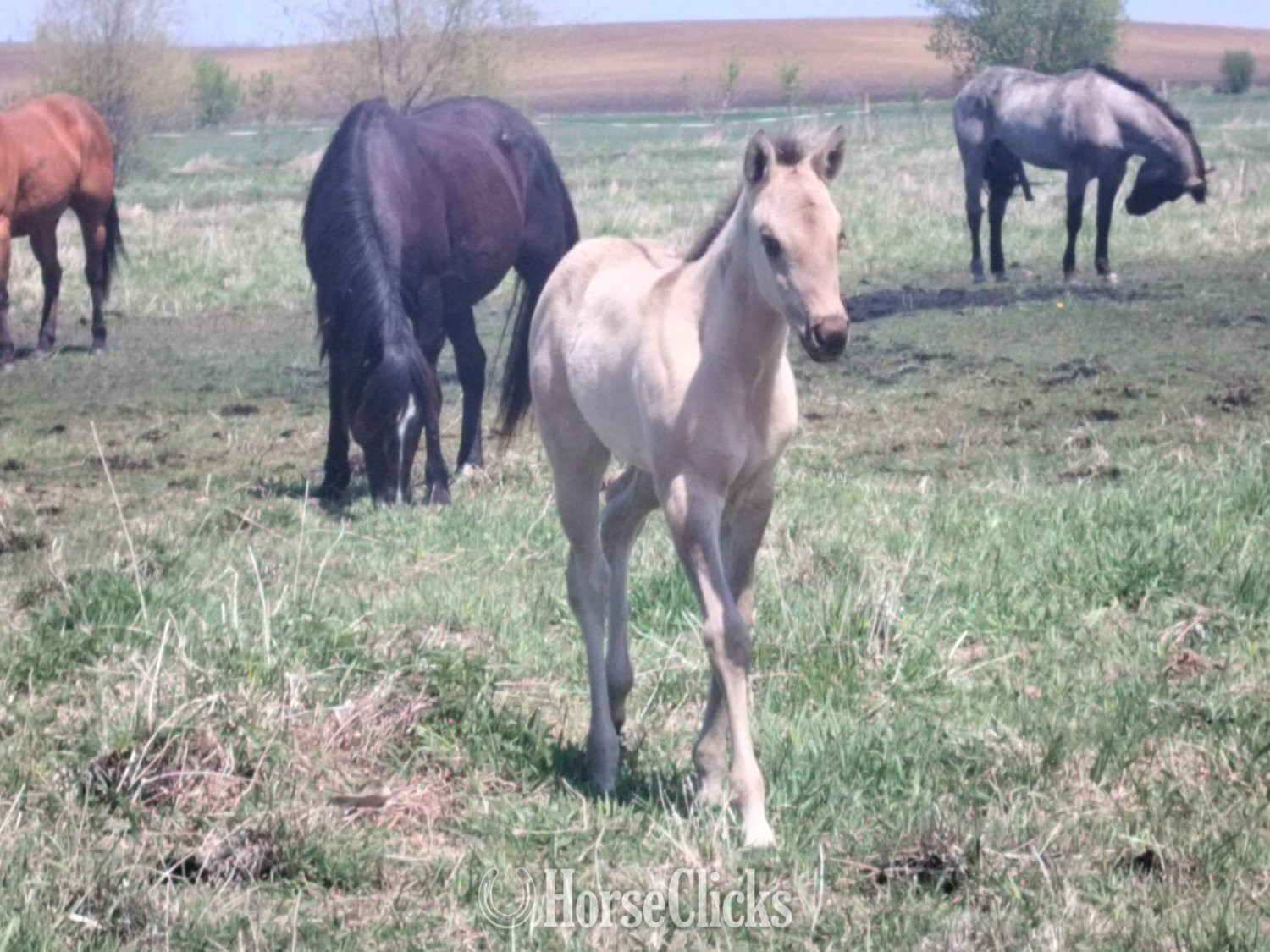 Minnesota "Jessie" Grullo Filly Quarter Horse