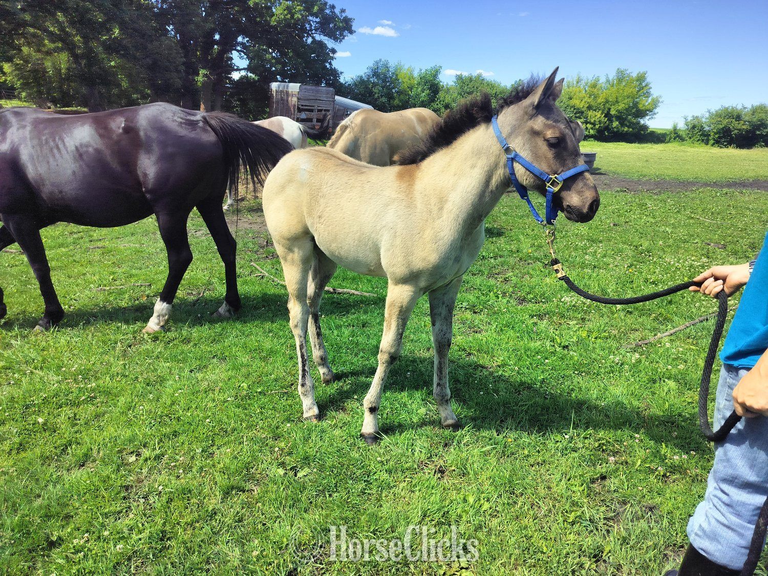 "Jessie" Grullo Filly Quarter Horse