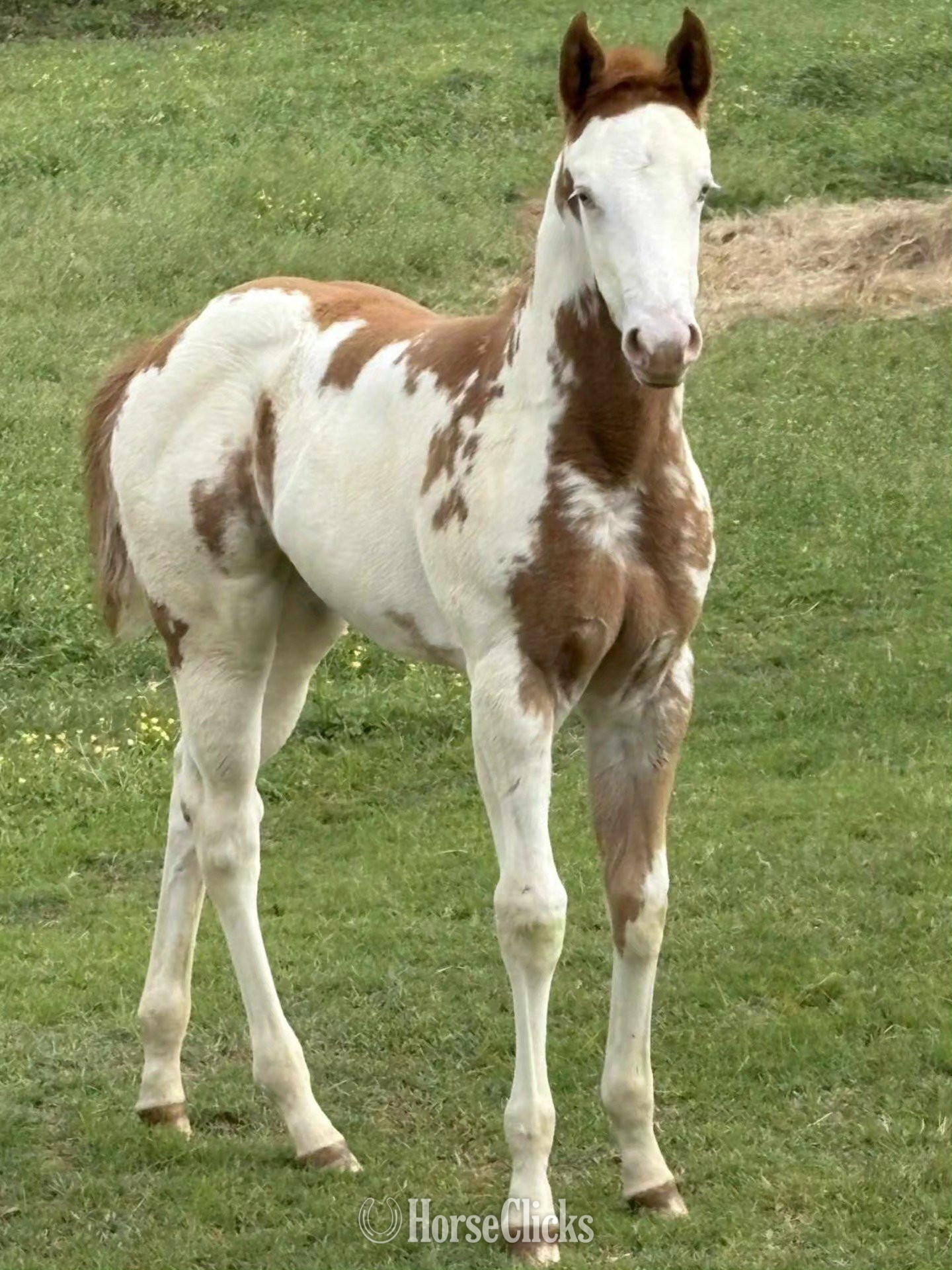 "Frostys Angel" Overo Filly Paint in Texas