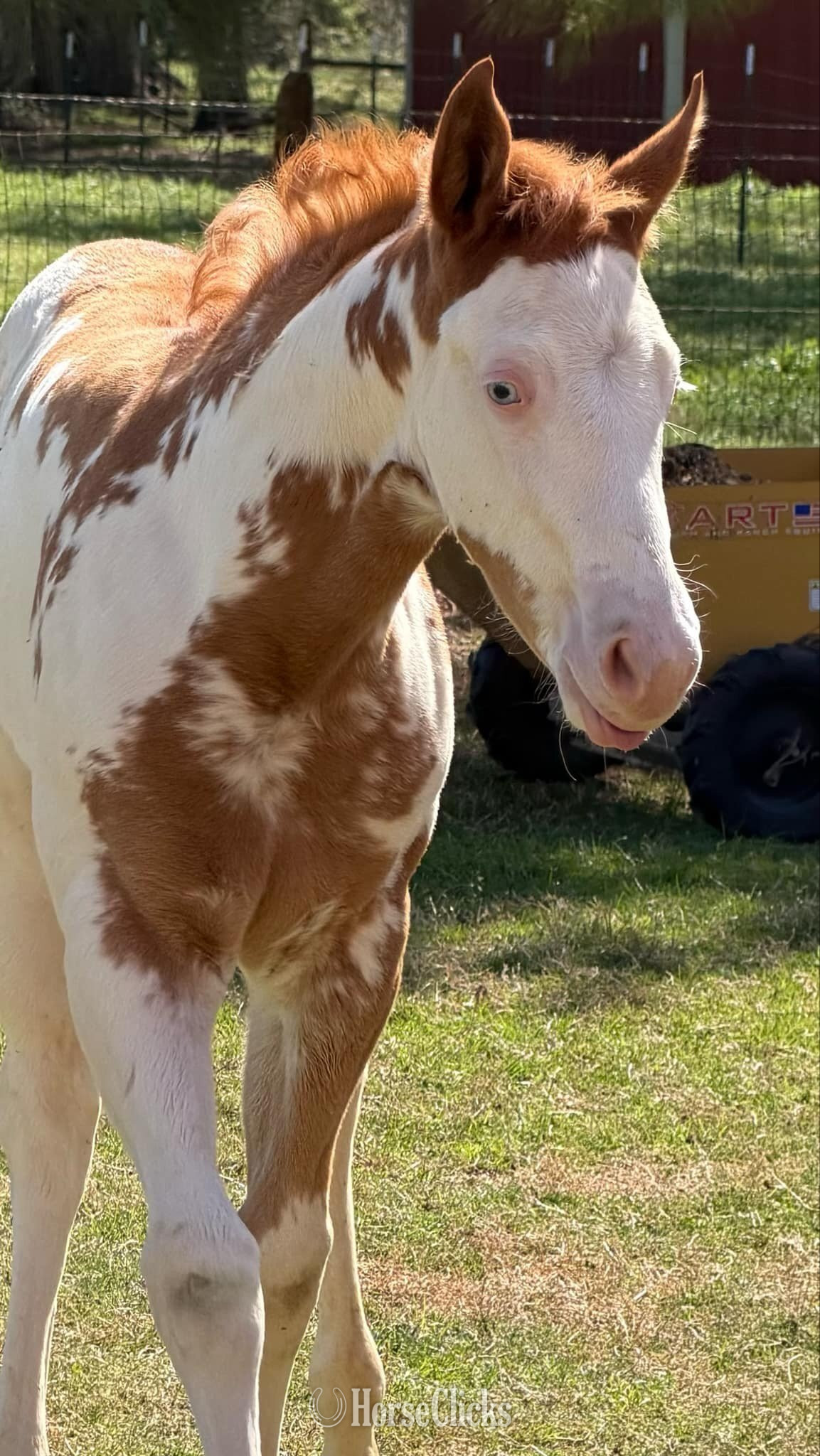 "Frostys Angel" Overo Filly Paint