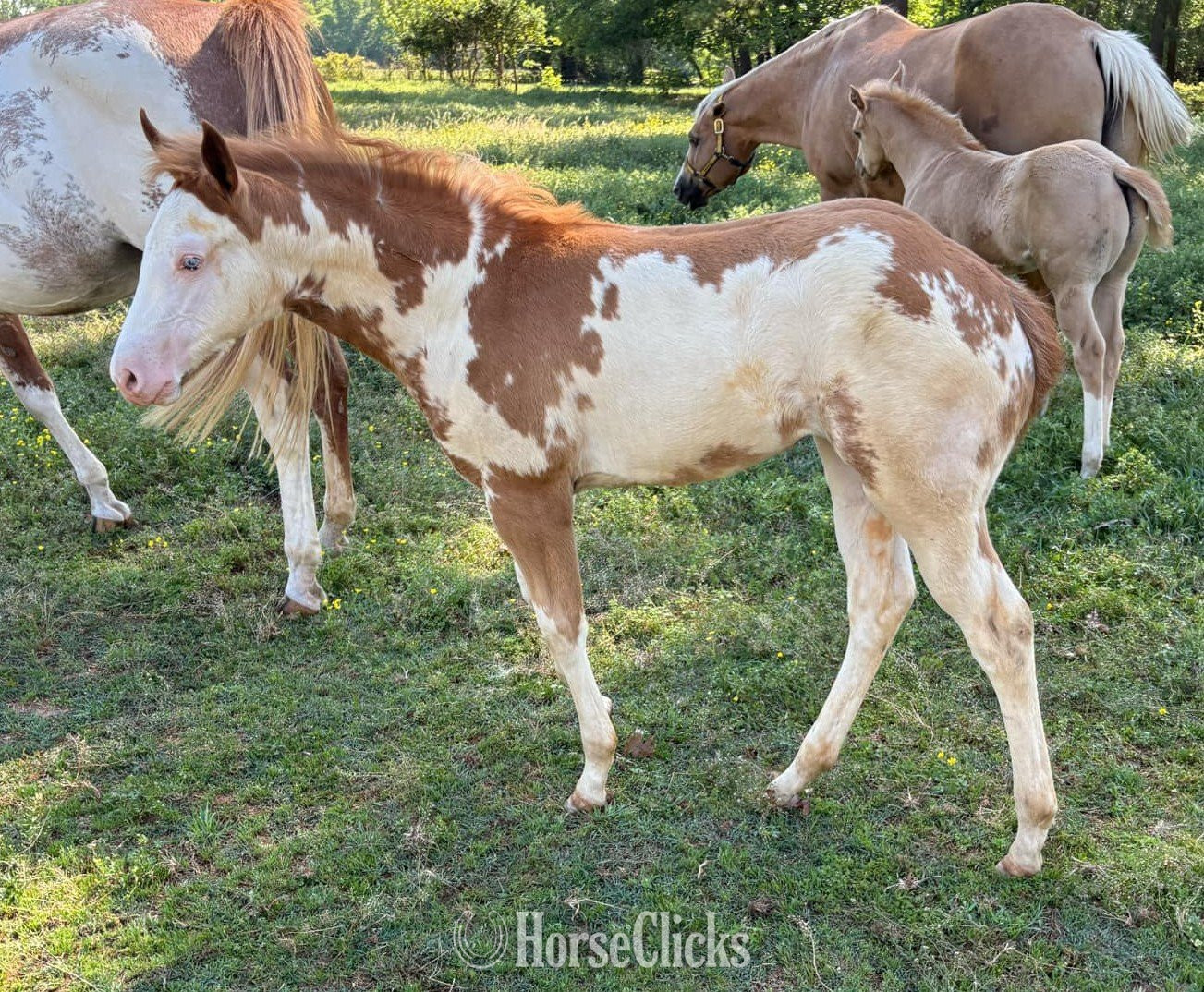 Texas "Frostys Angel" Overo Filly Paint