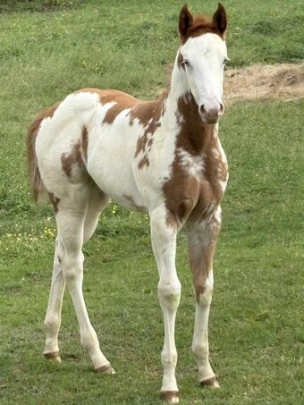 "Frostys Angel" Overo Filly Paint