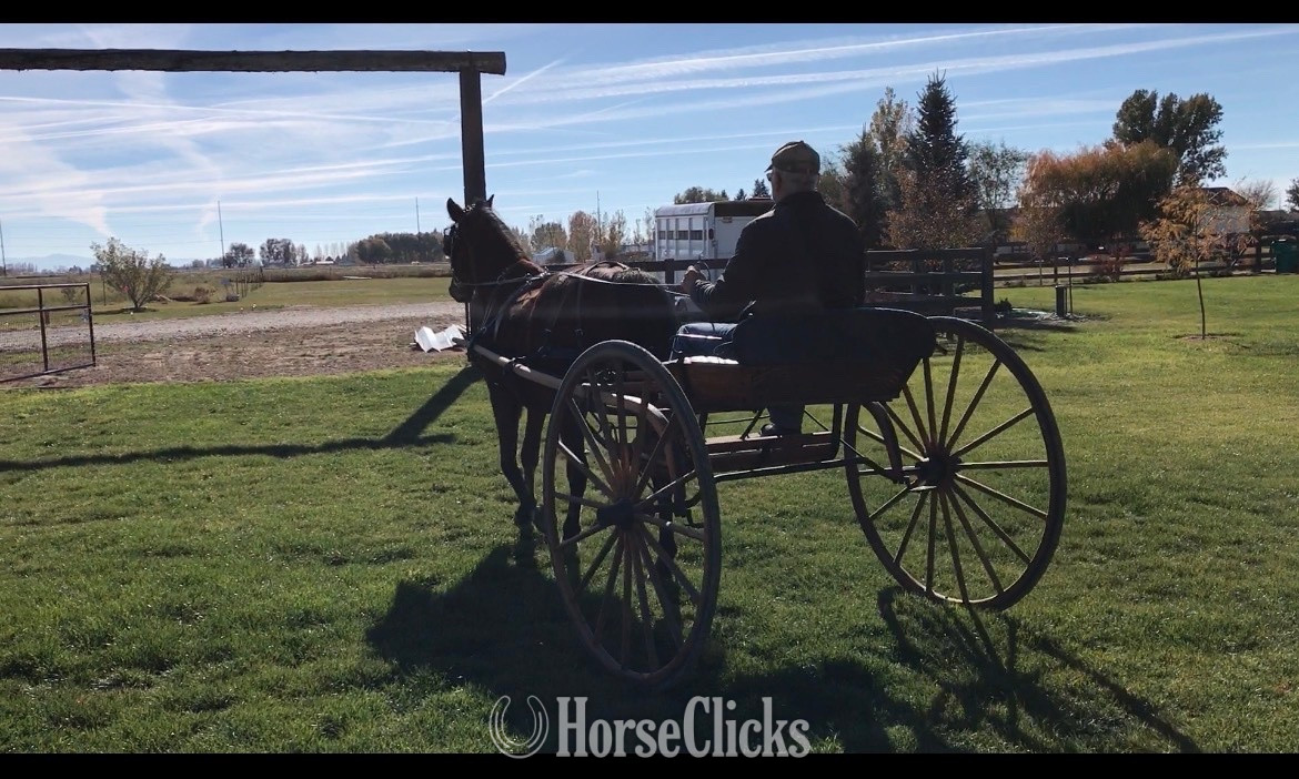 "Kentucky" Bay Gelding Morgan in Idaho