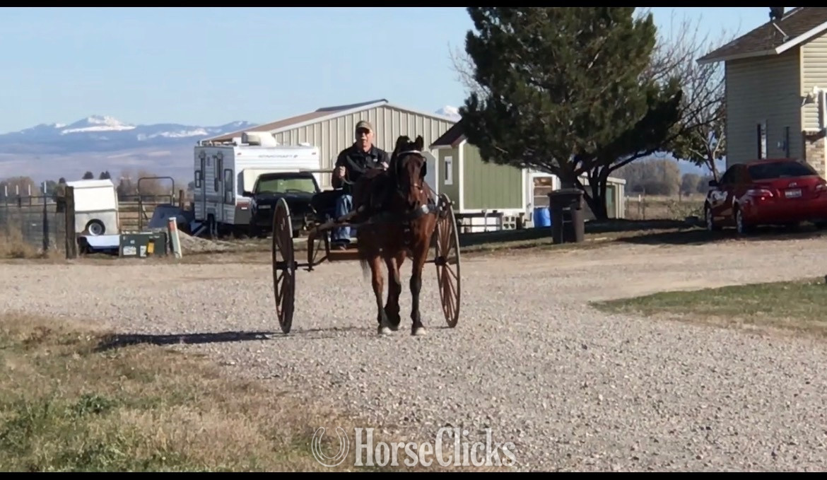 "Kentucky" Bay Gelding Morgan