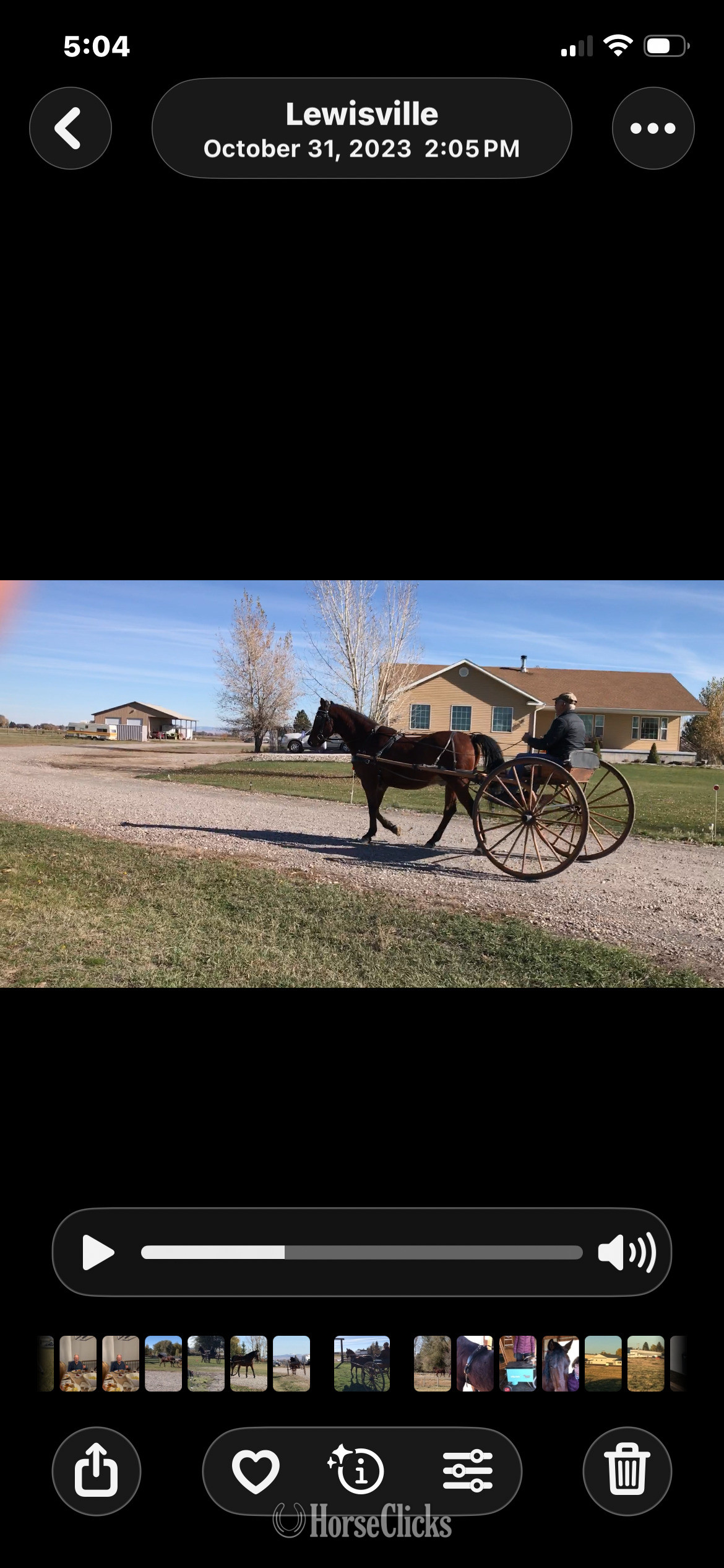 Idaho "Kentucky" Bay Gelding Morgan