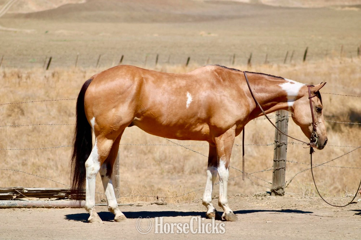 "COWBOY" Tabiano Gelding Paint