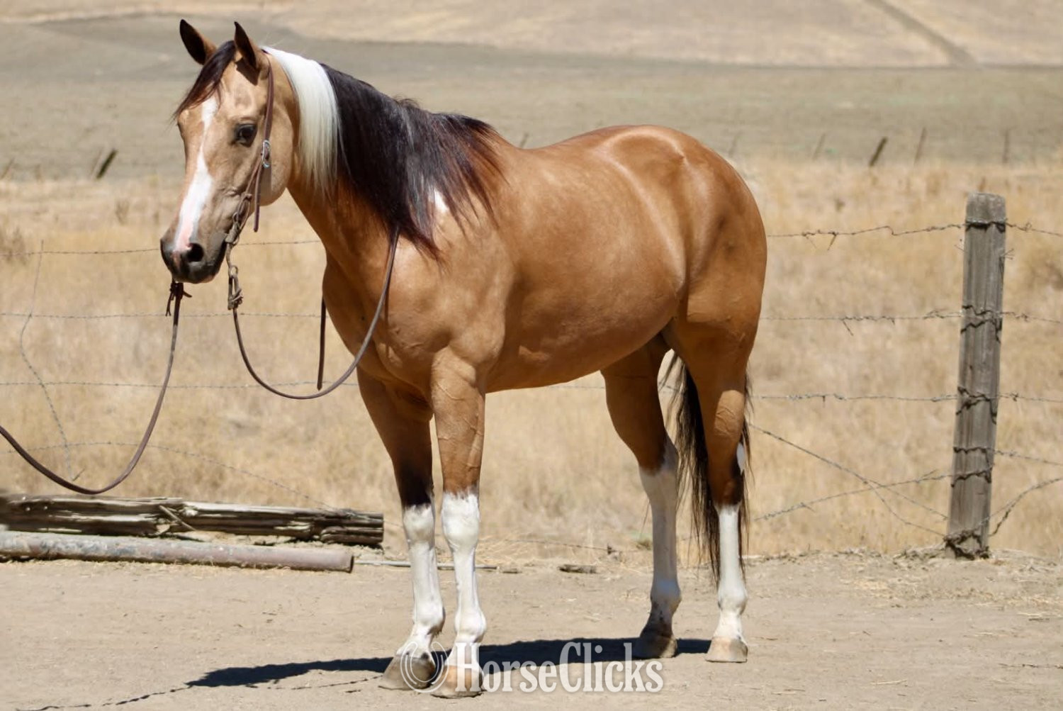 California "COWBOY" Tabiano Gelding Paint