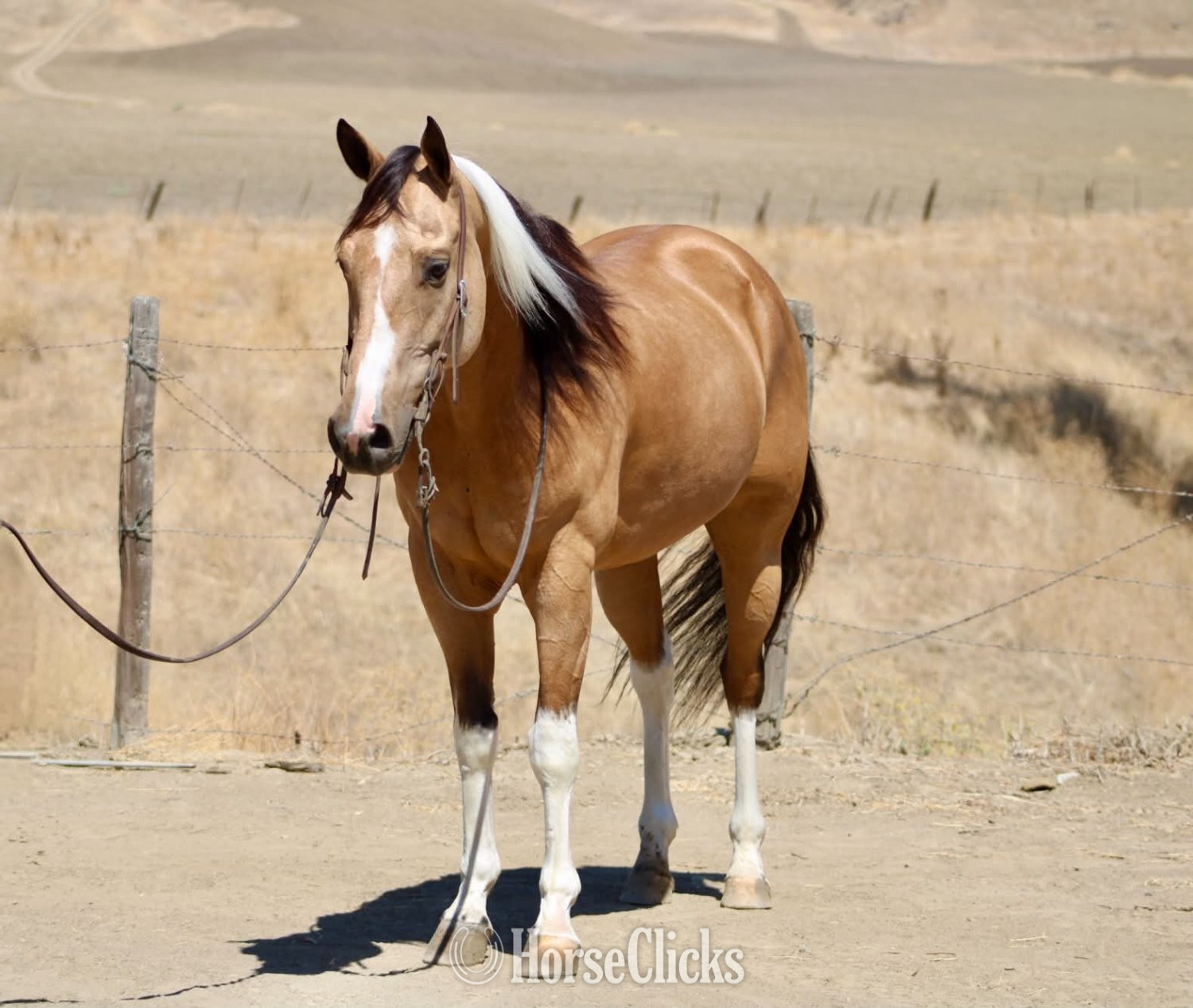 "COWBOY" Tabiano Gelding Paint - Paint in California