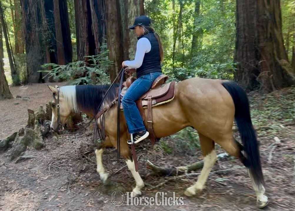 "COWBOY" Tabiano Gelding Paint - Paint