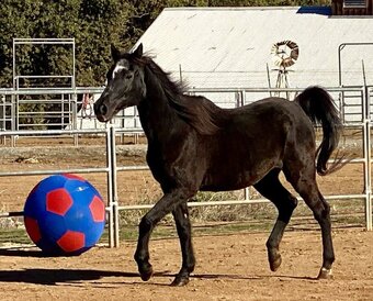 "MAIA" Brown Mare Arabian