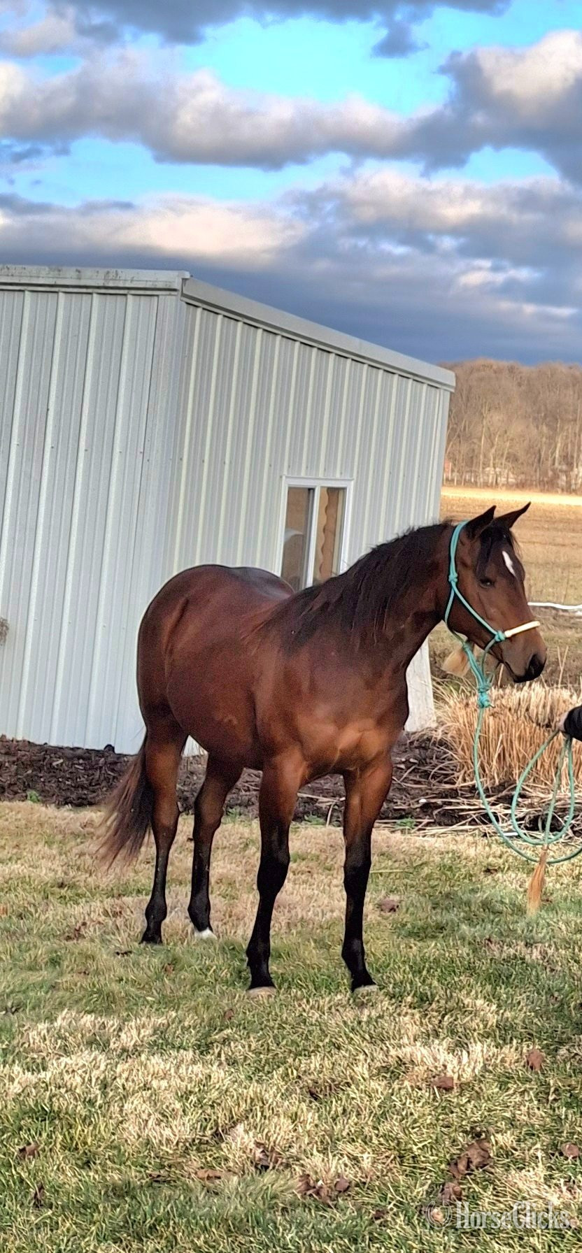 "Star " Brown Filly Quarter Horse in Ohio