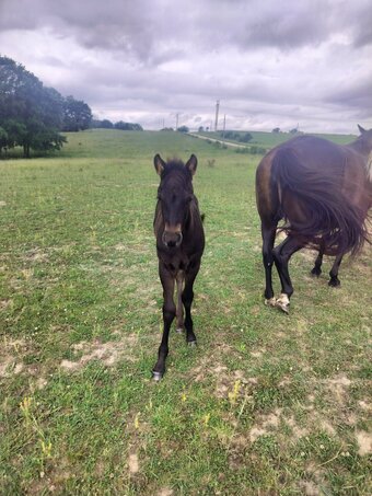 "Della" Blue Roan Filly Quarter Horse