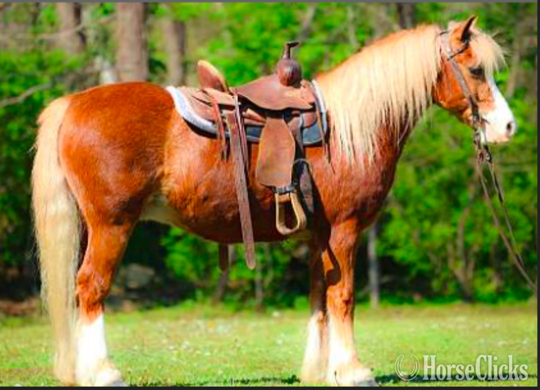 "Crusader" Sorrel Gelding Welsh Pony in South Dakota