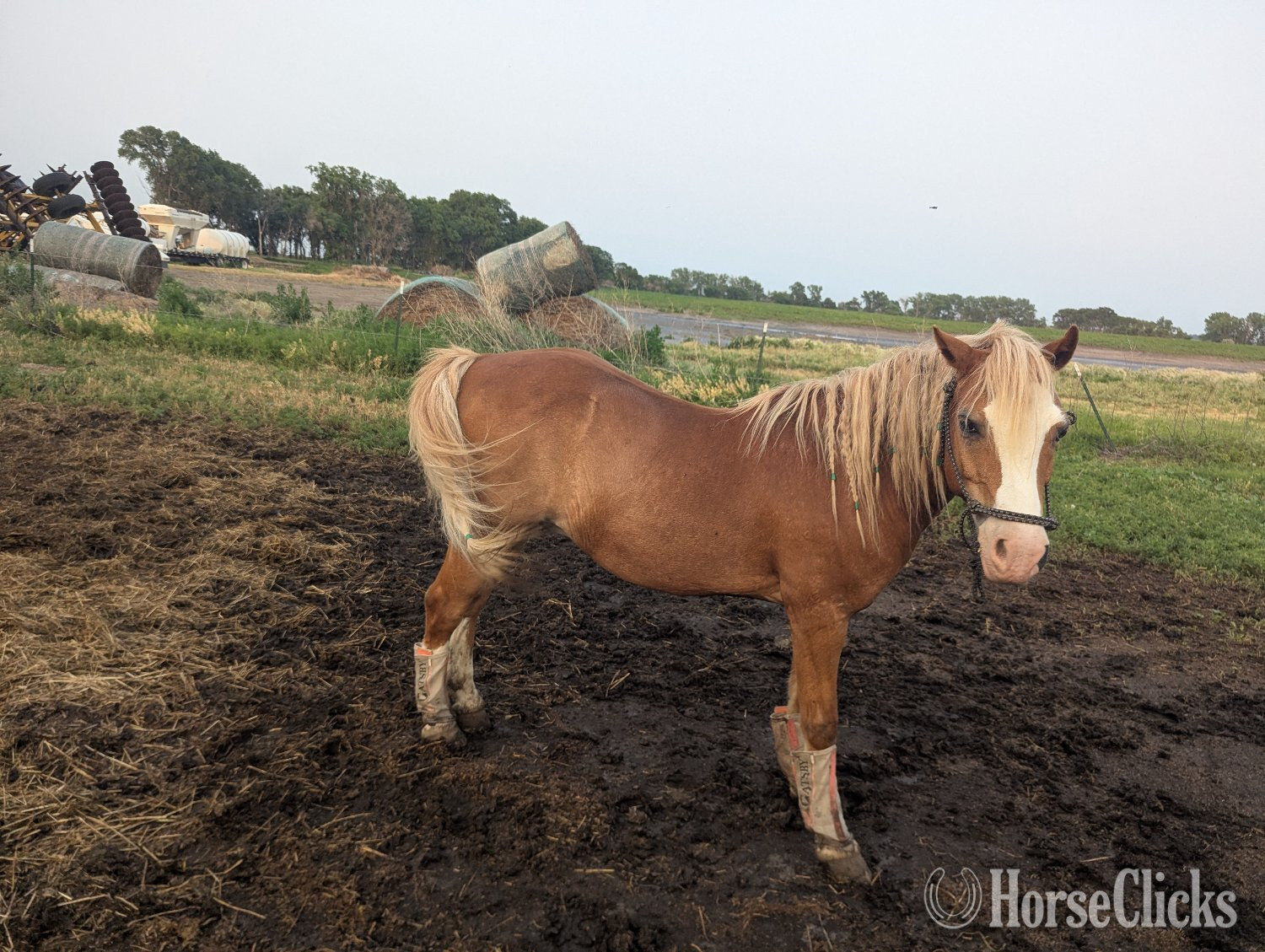 "Crusader" Sorrel Gelding Welsh Pony