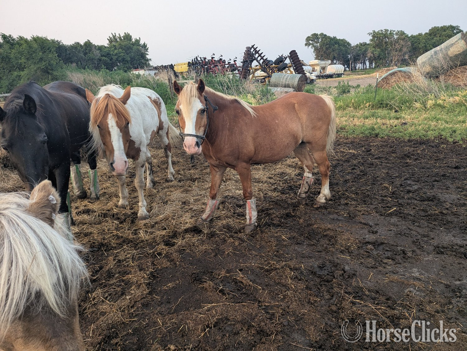 South Dakota "Crusader" Sorrel Gelding Welsh Pony