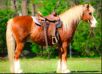 "Crusader" Sorrel Gelding Welsh Pony