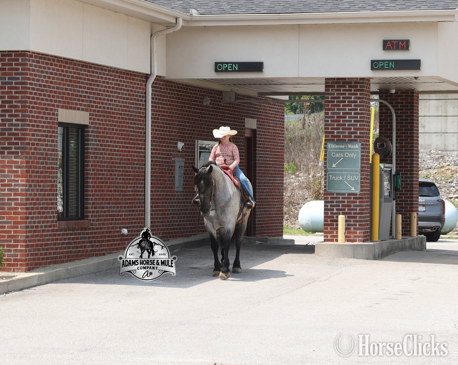 "" Blue Roan Gelding Quarter Horse